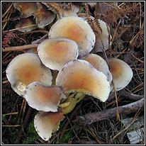 Sulphur Tuft, Hypholoma fasciculare