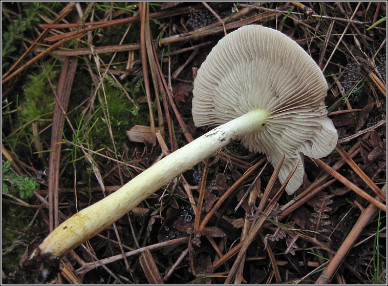 Hypholoma fasciculare