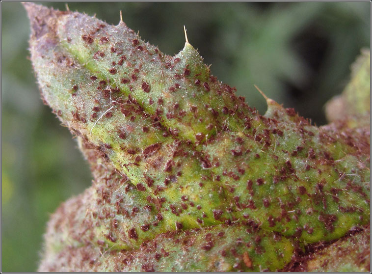 Puccinia cnici