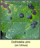 Dothidella ulmi / Platychora ulmi