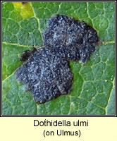 Dothidella ulmi / Platychora ulmi