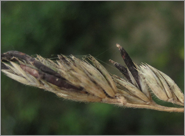 Claviceps purpurea, Ergot