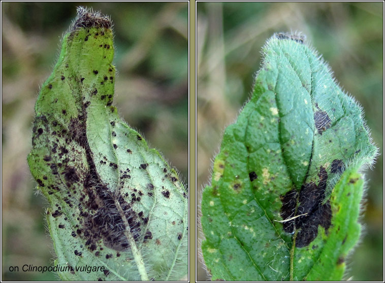 Puccinia menthae