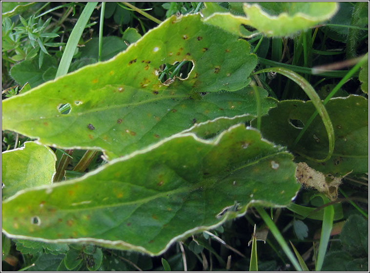 Puccinia violae