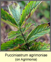 Pucciniastrum agrimoniae