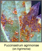 Pucciniastrum agrimoniae