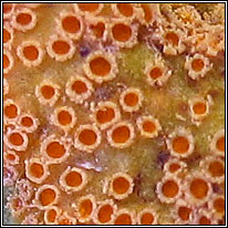 Puccinia coronata