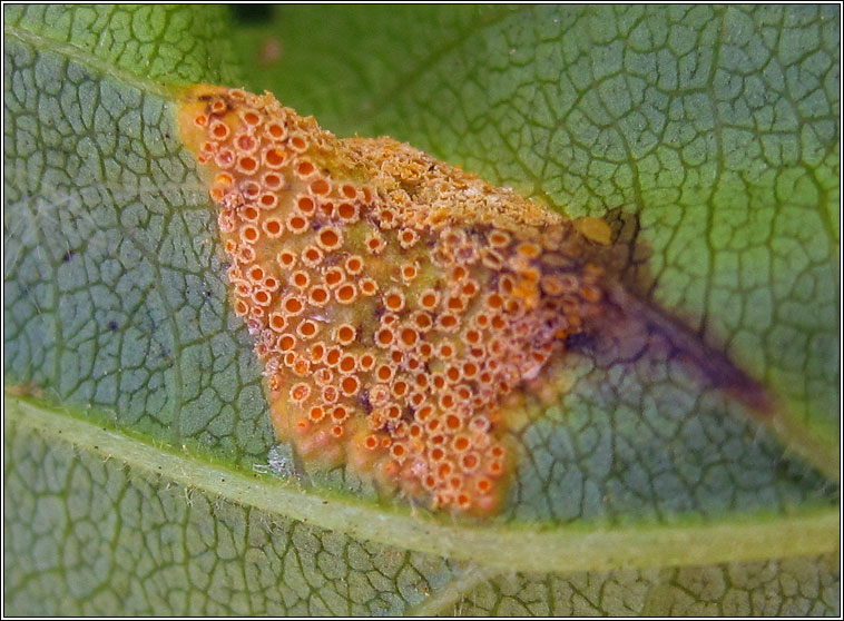 Puccinia coronata