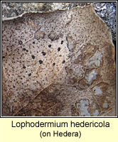 Lophodermium hedericola