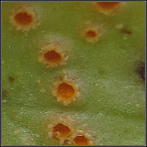 Puccinia commutata