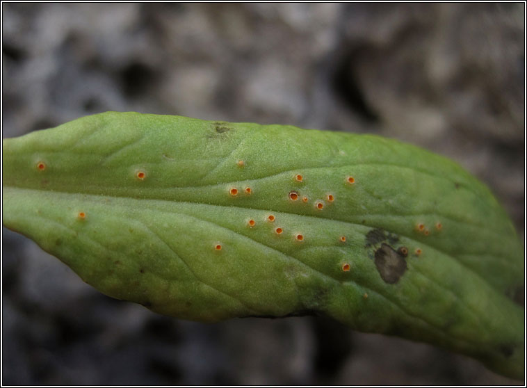 Puccinia commutata