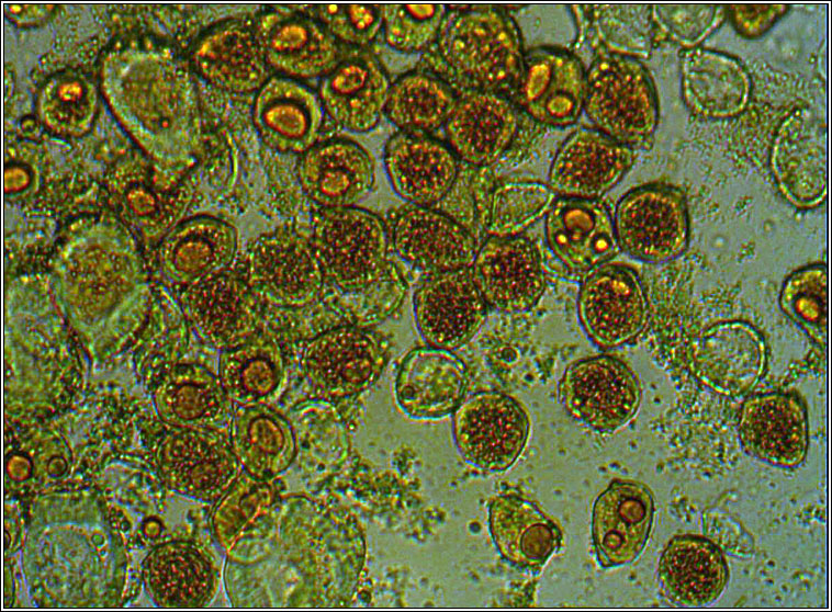 Puccinia commutata