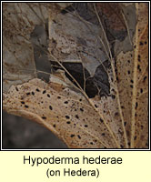 Hypoderma hederae