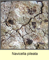 Navicella pileata