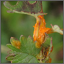 Phragmidium sanguisorbae, Burnet Rust