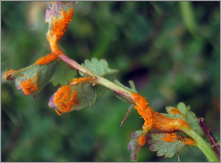 Phragmidium sanguisorbae, Burnet Rust