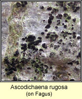 Ascodichaena rugosa