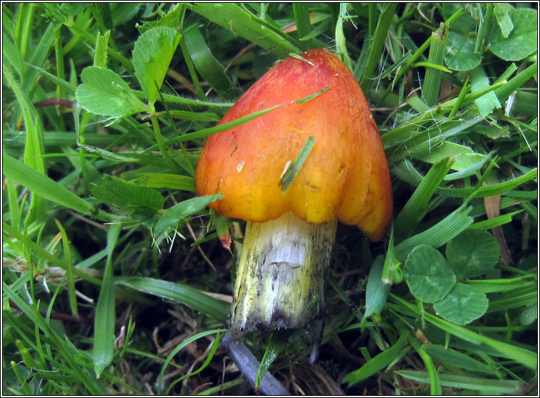 Hygrocybe conica, Blackening Waxcap