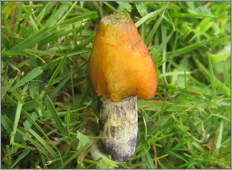 Hygrocybe conica, Blackening Waxcap