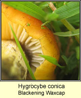 Hygrocybe conica, Blackening Waxcap