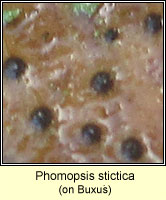 Phomopsis stictica