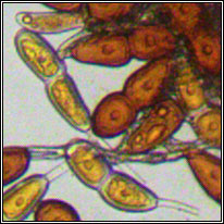 Puccinia buxi