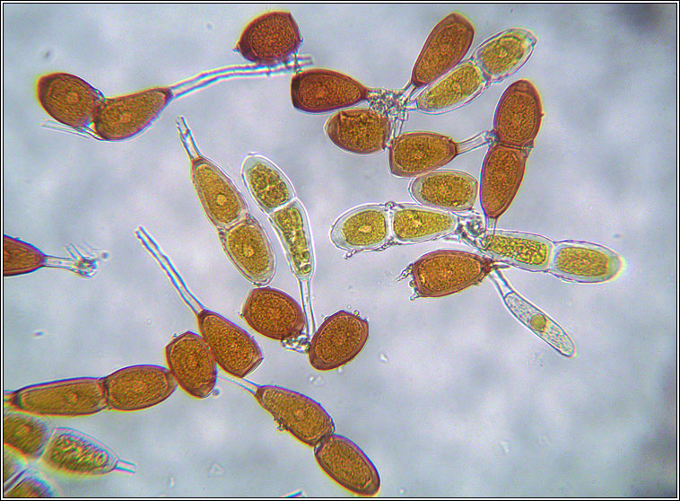 Puccinia buxi