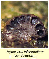 Hypoxylon intermedium, Ash Woodwart