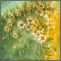 Puccinia primulae, Primrose Rust