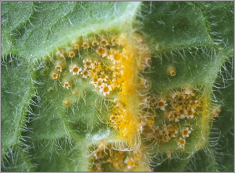 Puccinia primulae, Primrose Rust