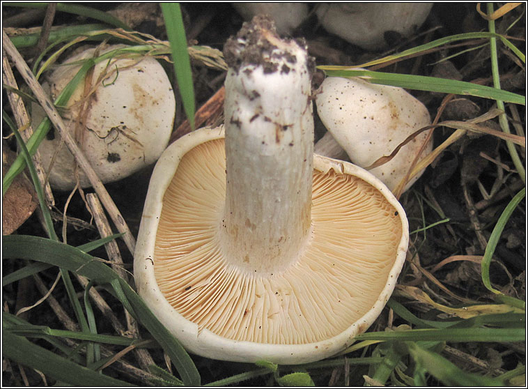 Calocybe gambosa, St George's Mushroom