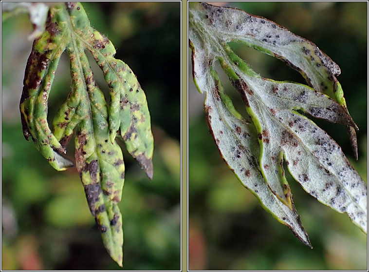 Puccinia absinthii