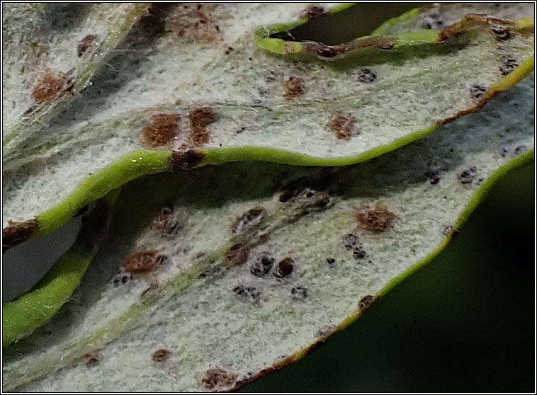 Puccinia absinthii