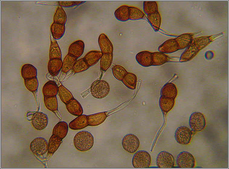 Puccinia absinthii