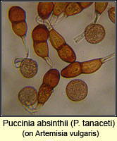 Puccinia absinthii