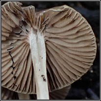 Psathyrella corrugis Q, Red Edge Brittlestem