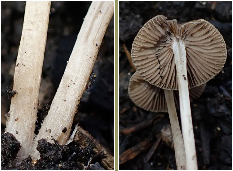 Psathyrella corrugis Q, Red Edge Brittlestem