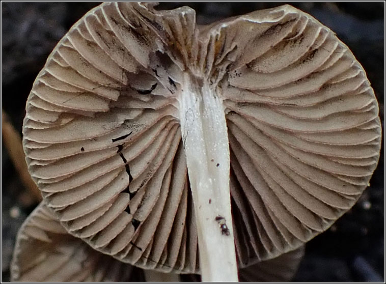 Psathyrella corrugis Q, Red Edge Brittlestem