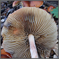 Leratiomyces ceres, Redlead Roundhead