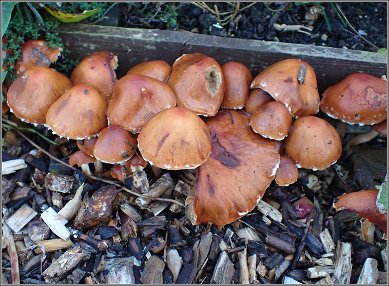 Leratiomyces ceres, Redlead Roundhead