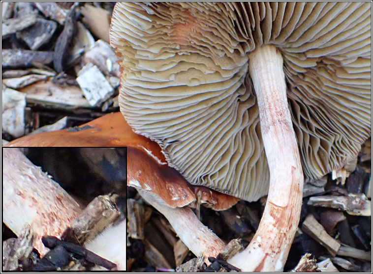 Leratiomyces ceres, Redlead Roundhead