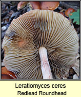 Leratiomyces ceres, Redlead Roundhead