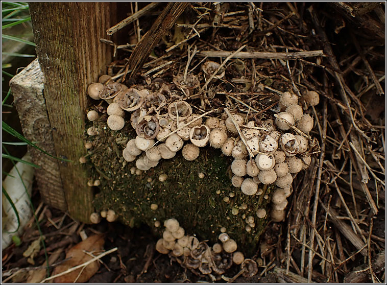 Crucibulum laeve, Common bird's nest