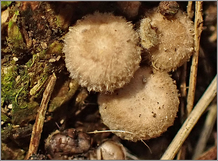 Crucibulum laeve, Common bird's nest