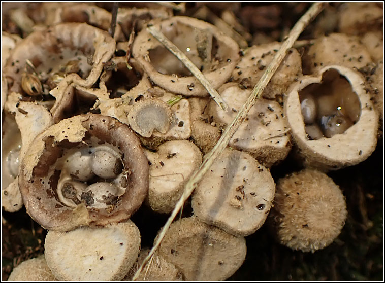 Crucibulum laeve, Common bird's nest