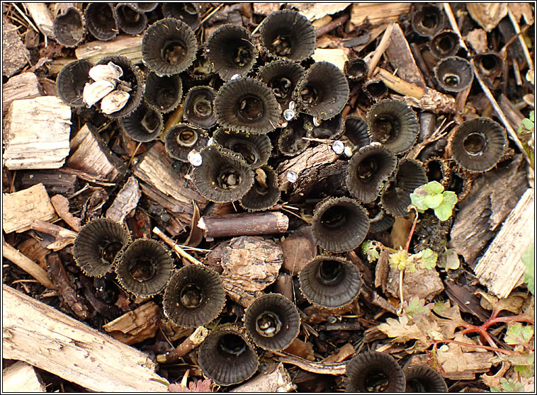 Cyathus striatus, Fluted Bird's Nest