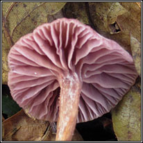 Amethyst deceiver, Laccaria amethystina