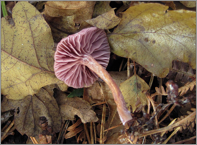 Amethyst deceiver, Laccaria amethystina