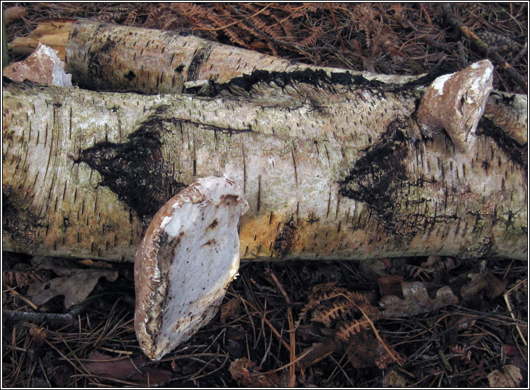 Birch Polypore, Piptoporus betulinus