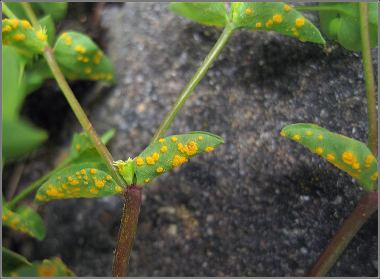 Melampsora euphorbiae